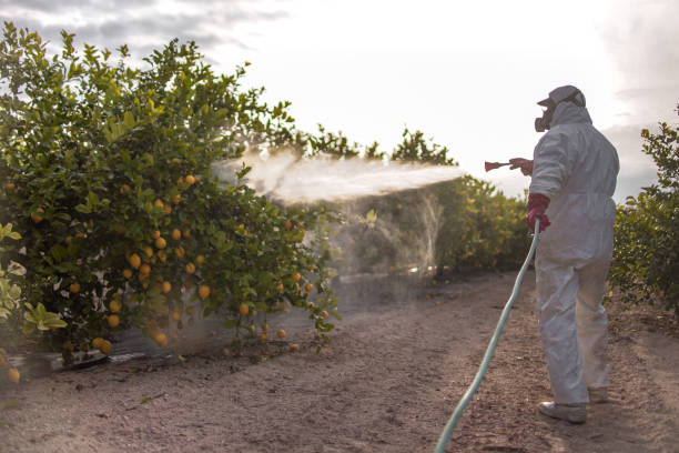 Best Wasp Removal Services  in Cassopolis, MI