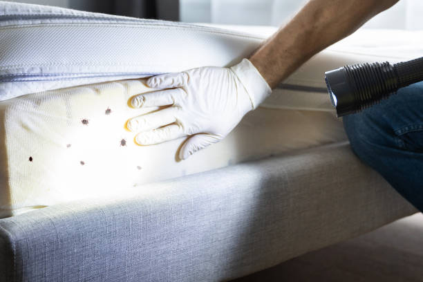 Best Mosquito Control Services  in Cassopolis, MI