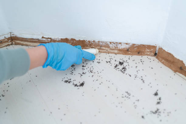 Best Mosquito Control Services  in Cassopolis, MI